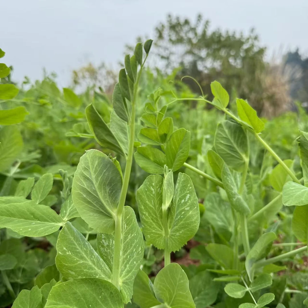 四川新鲜豌豆尖现摘现发豌豆苗烫火锅豆尖菜