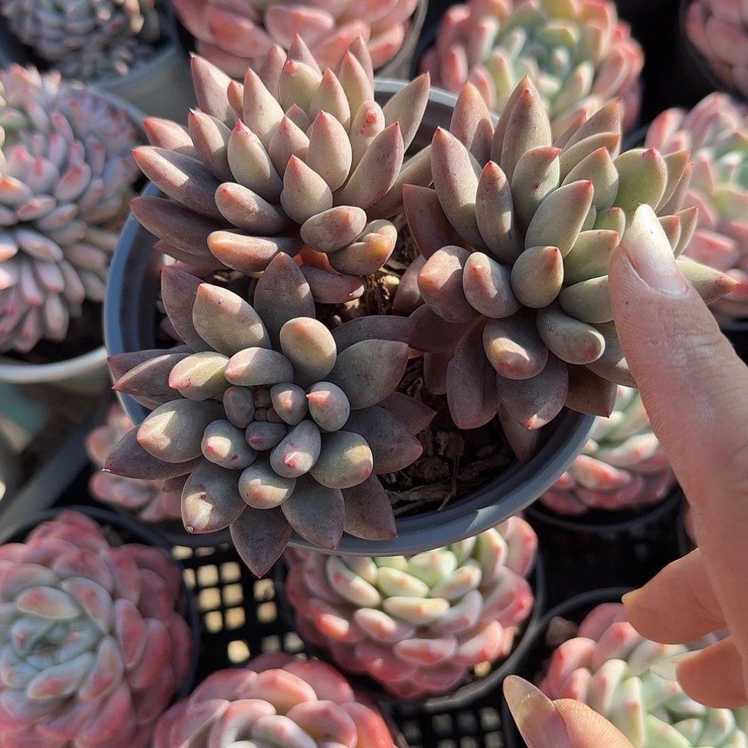 红蜻蜓多肉植物净切