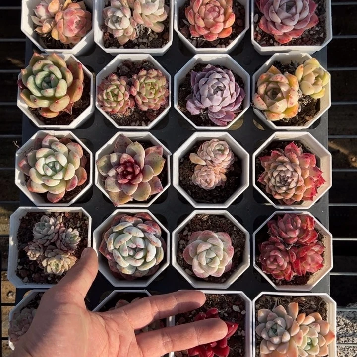 多肉24颗套餐量拍多肉满20包邮初7发