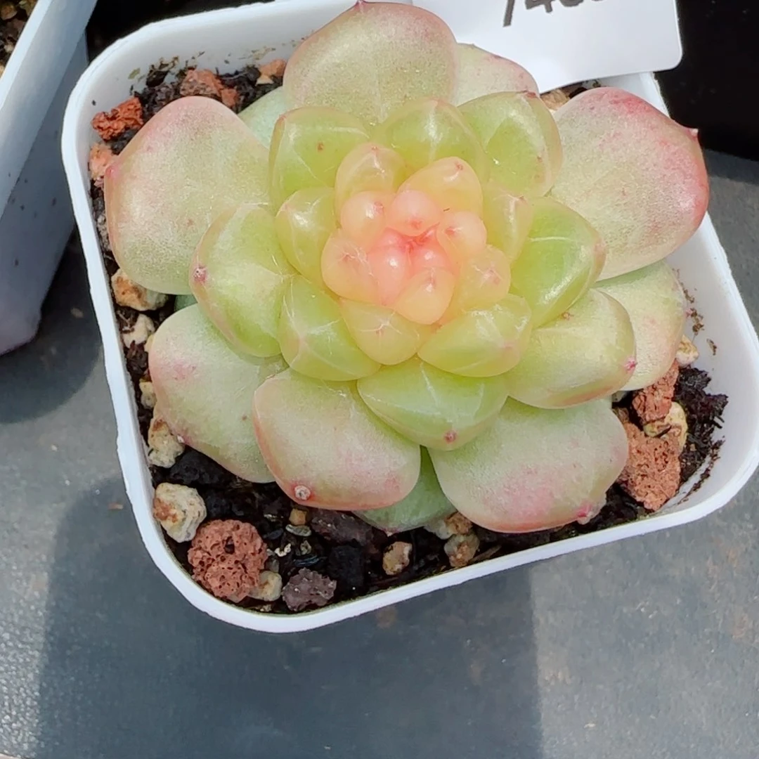 胭脂珍妮，7465多肉植物