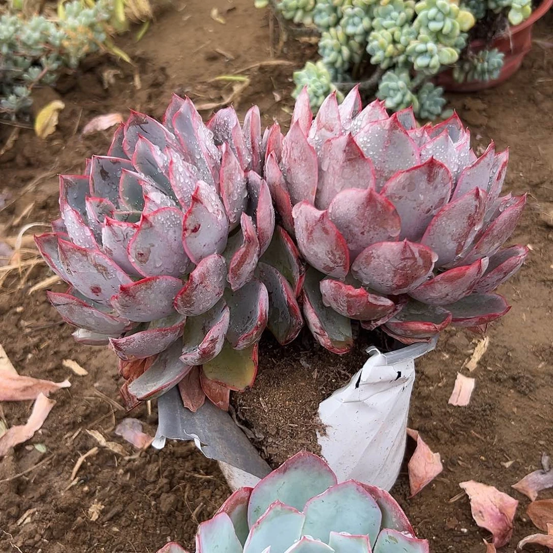 多肉植物赫拉老庄