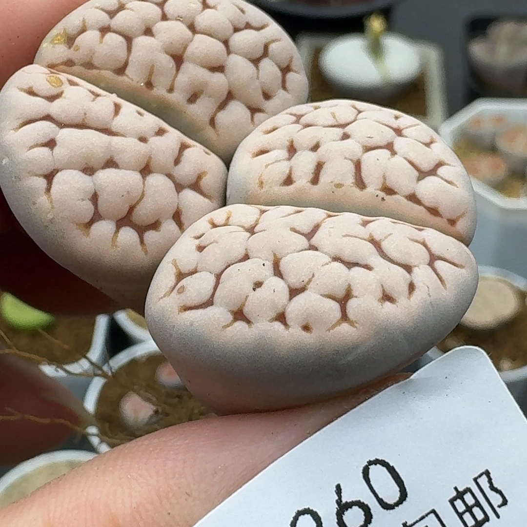 260多肉哈哈哈哈哈哈哈