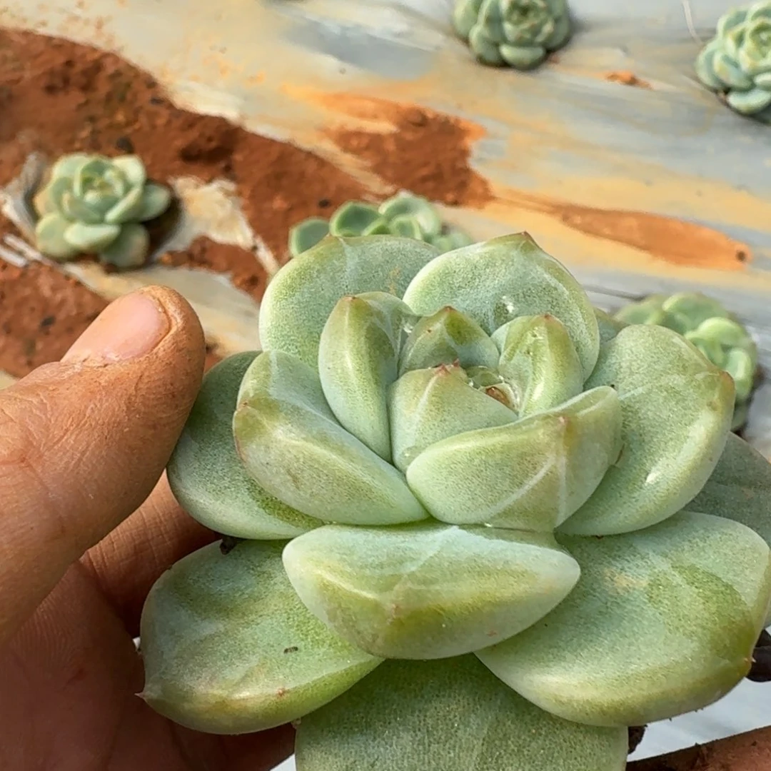 冰玉东云一颗量拍发货7-25