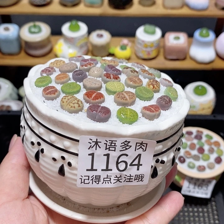 带盆土植物 精美盆栽1164