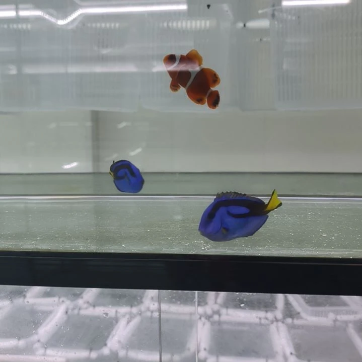 海水鱼透红小丑，老鱼