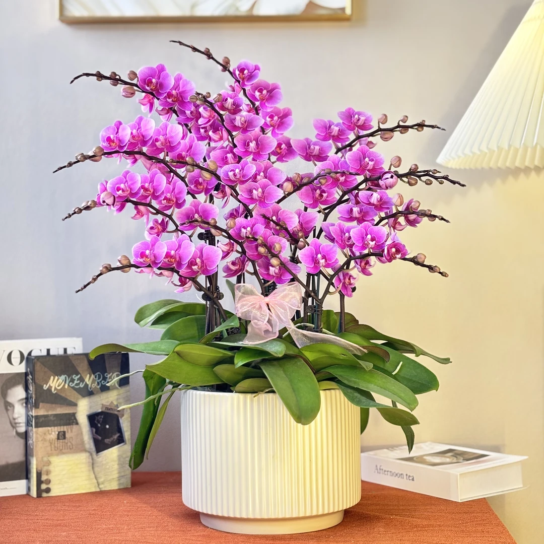 蝴蝶兰《骄阳》 骄阳似火 紫气东来 好养耐养带花带花苞 基地直发