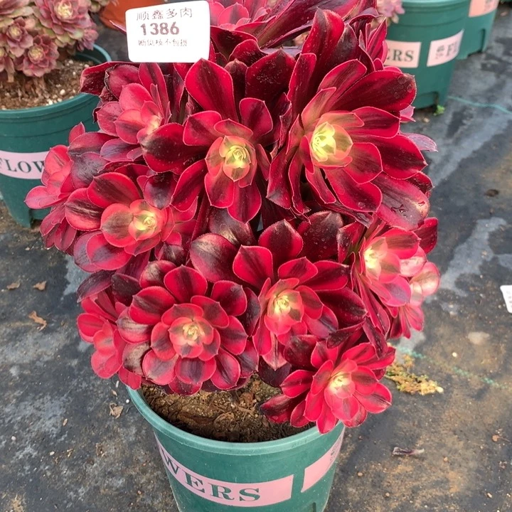 1386美杜莎多肉植物