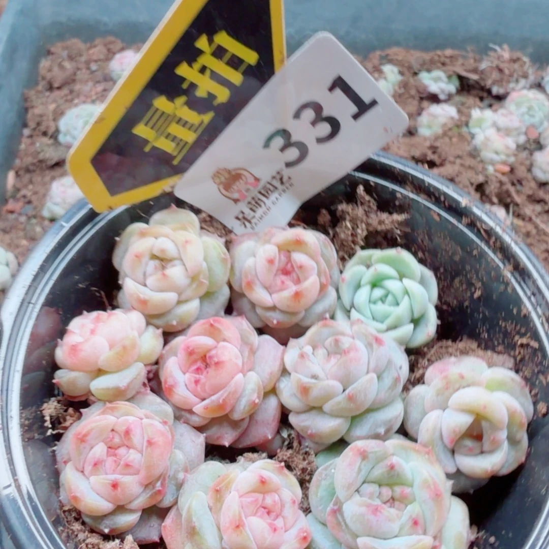 多肉植物多肉植物