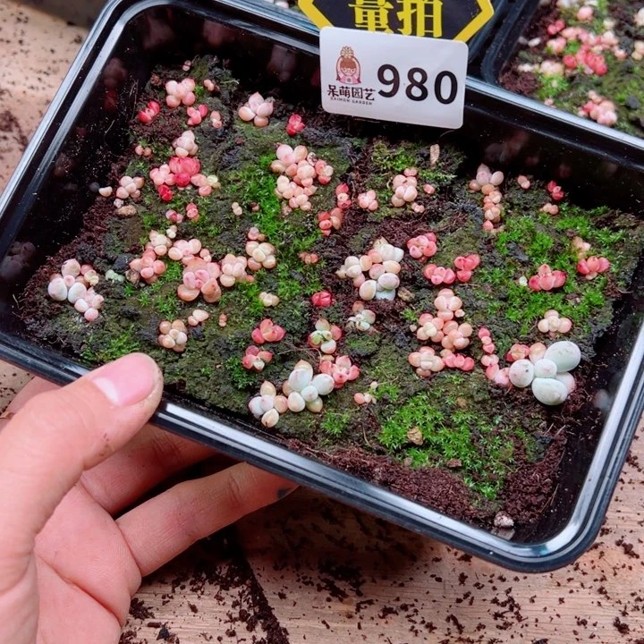 多肉植物多肉植物