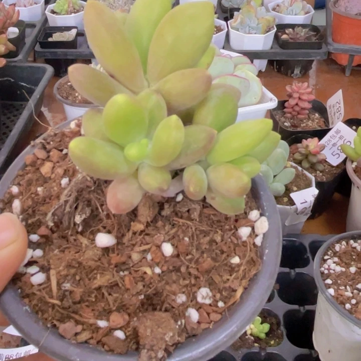 芒果奶多肉植物629