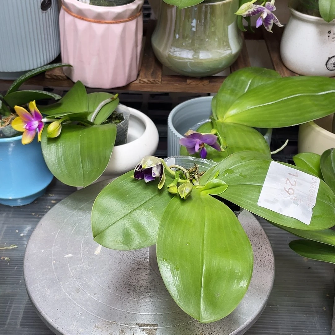 完全开放08开花株，初来乍到专拍