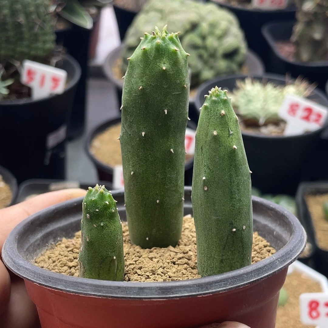 夏丸菊 3颗 脱土包邮