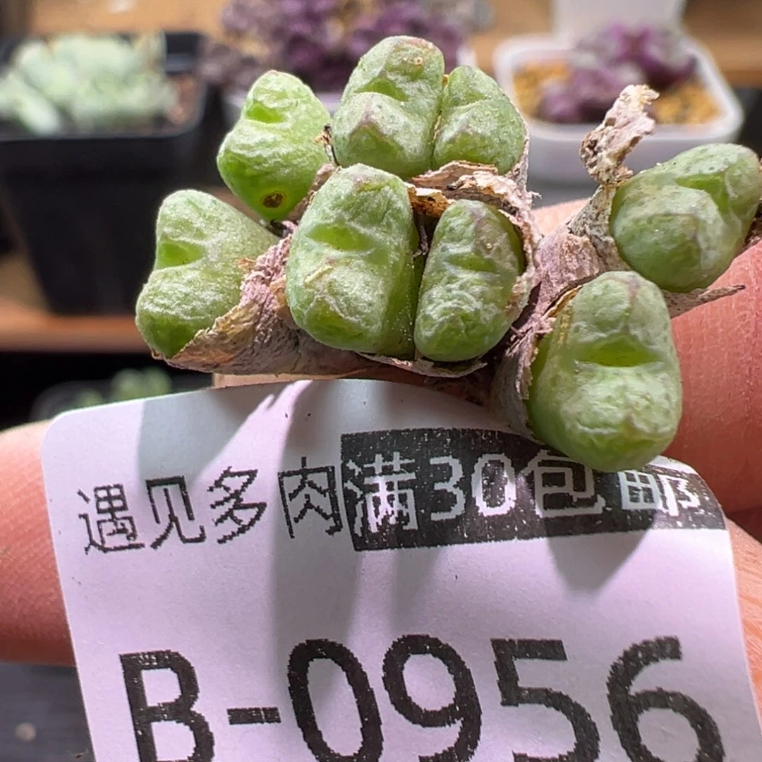 多肉植物1111111111111111111