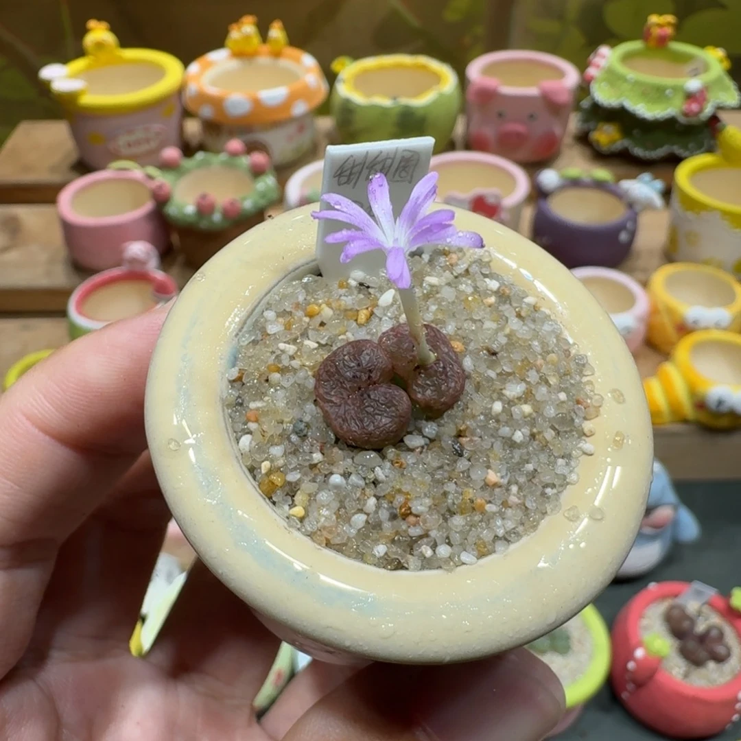 蘑菇1112甜甜圈多肉植物