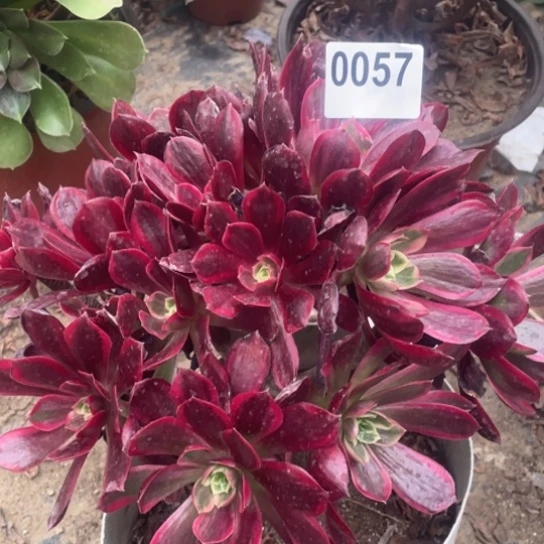 多肉植物0057蒙娜丽莎