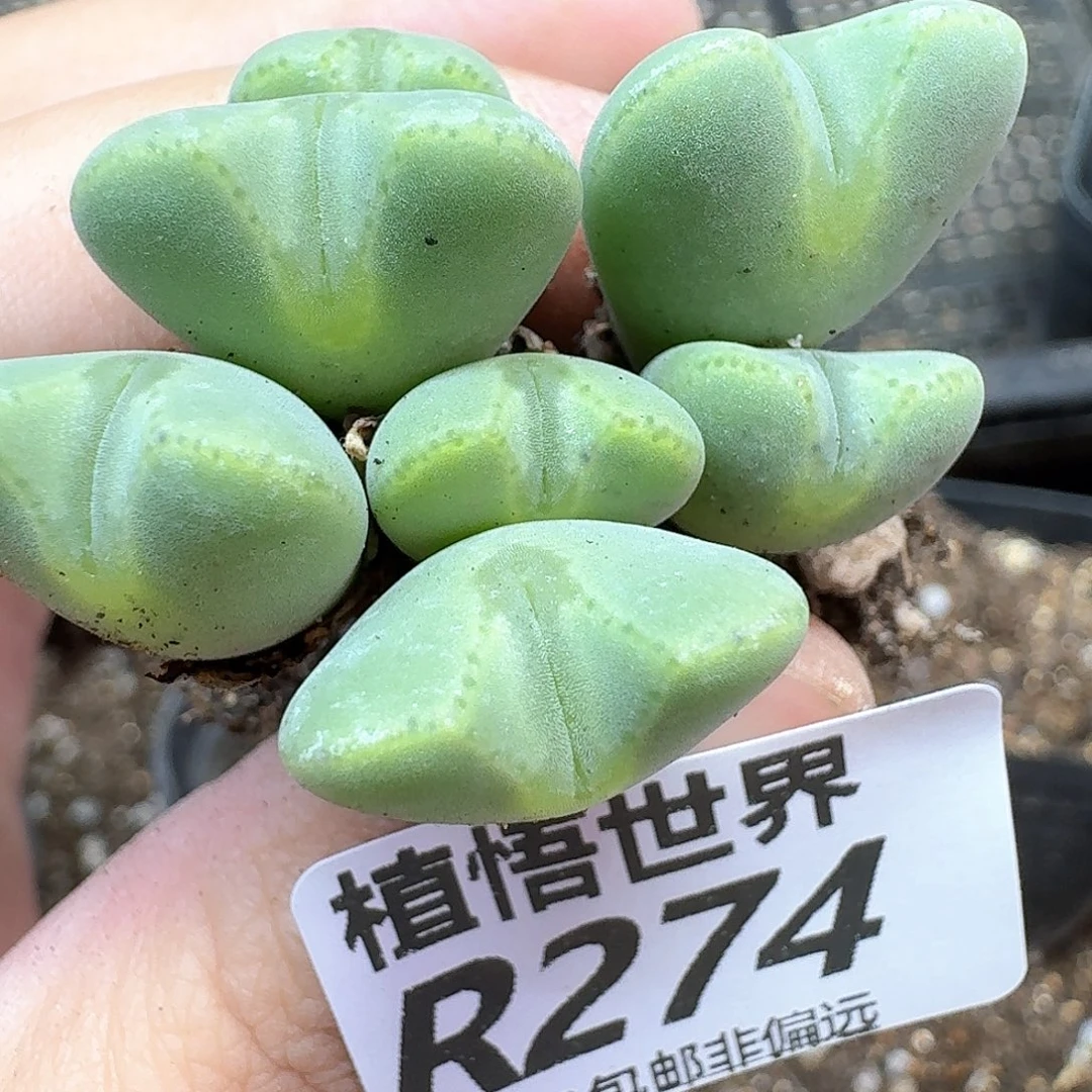 多肉植物的润泽地方