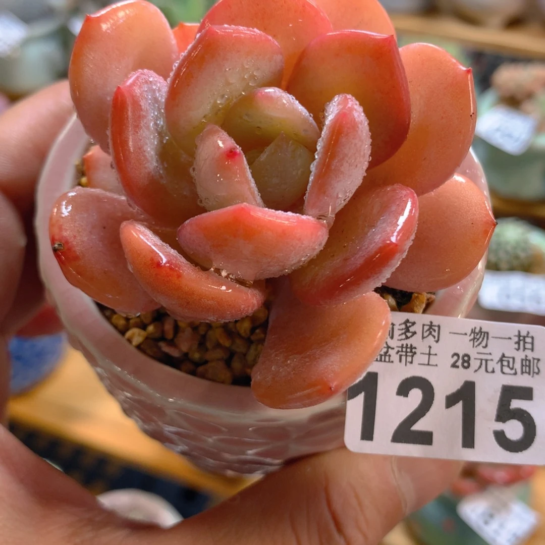 精控多肉植物1215