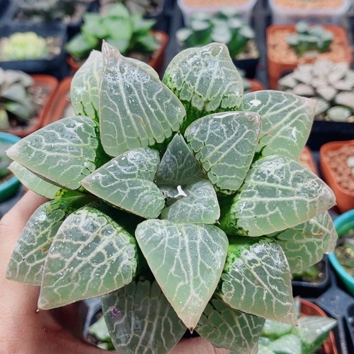 L***a十二卷 康平101福利