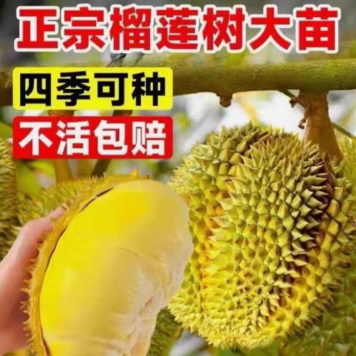 正宗榴莲果苗金枕猫山王榴莲改良品种原土原叶子