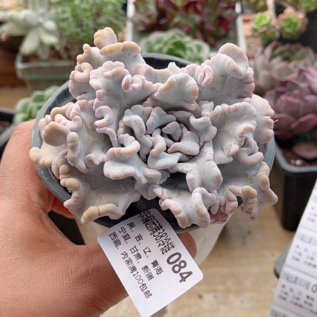 084芭蕾舞者德华多肉