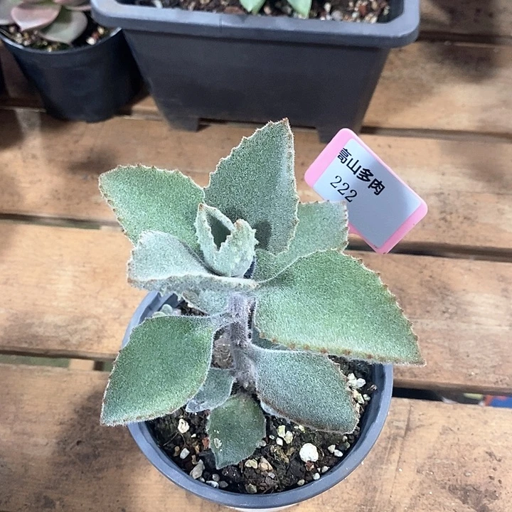 222-直播福利 兔耳