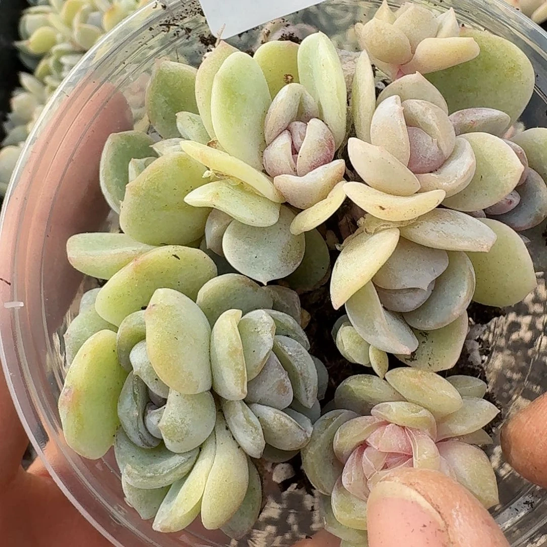 杂交新品珍妮多肉150