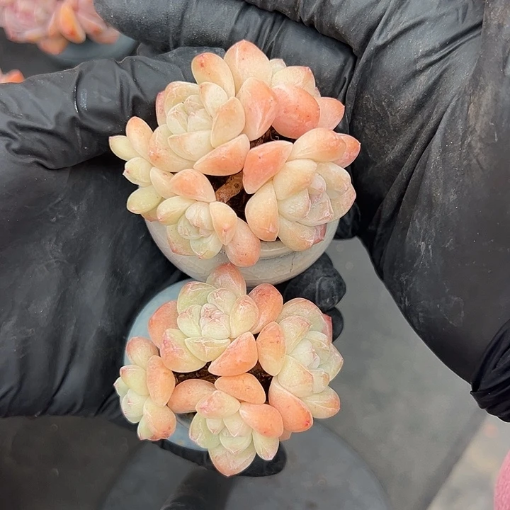 3169，俩个四头冰玉带盆发