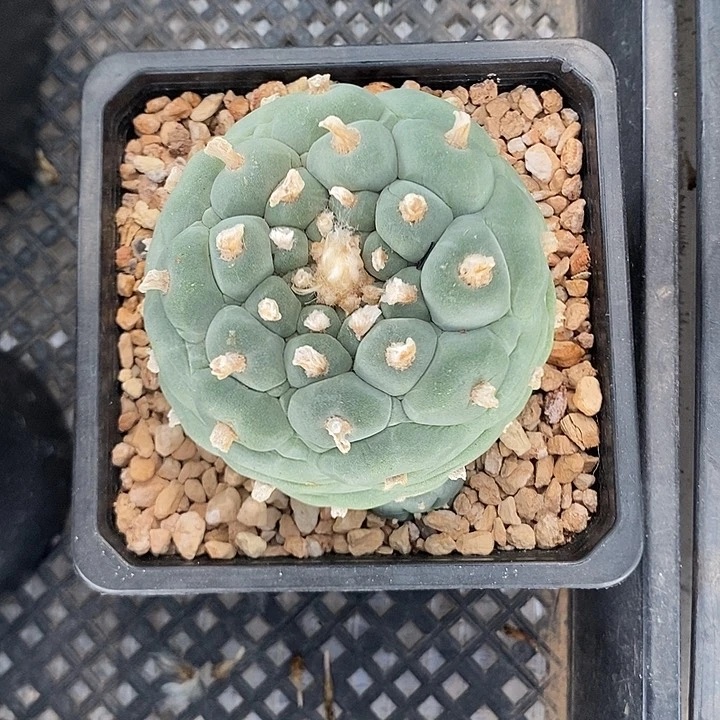 突鱿佛头，一物一拍，带盆