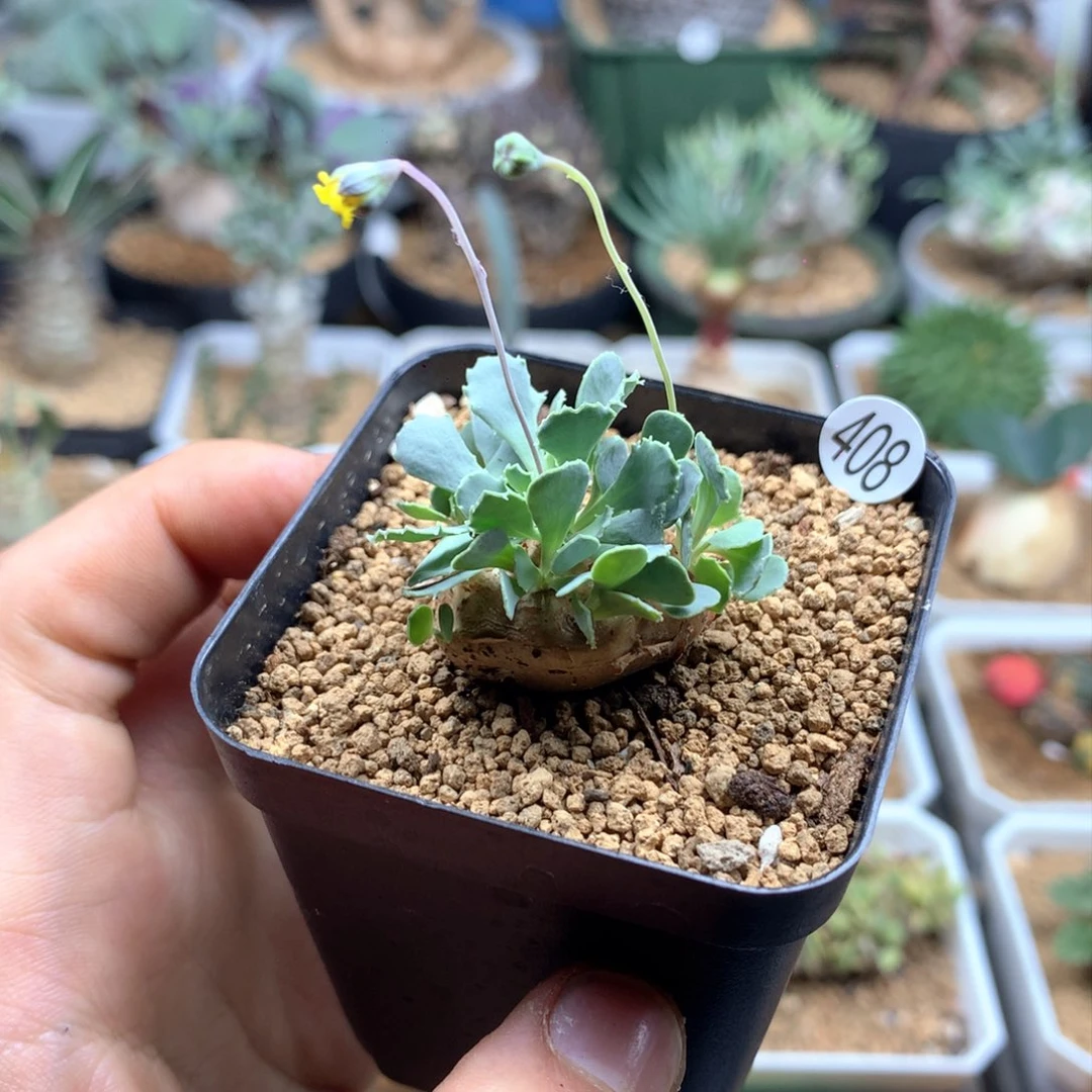 格加厚敦菊母本多肉带盆