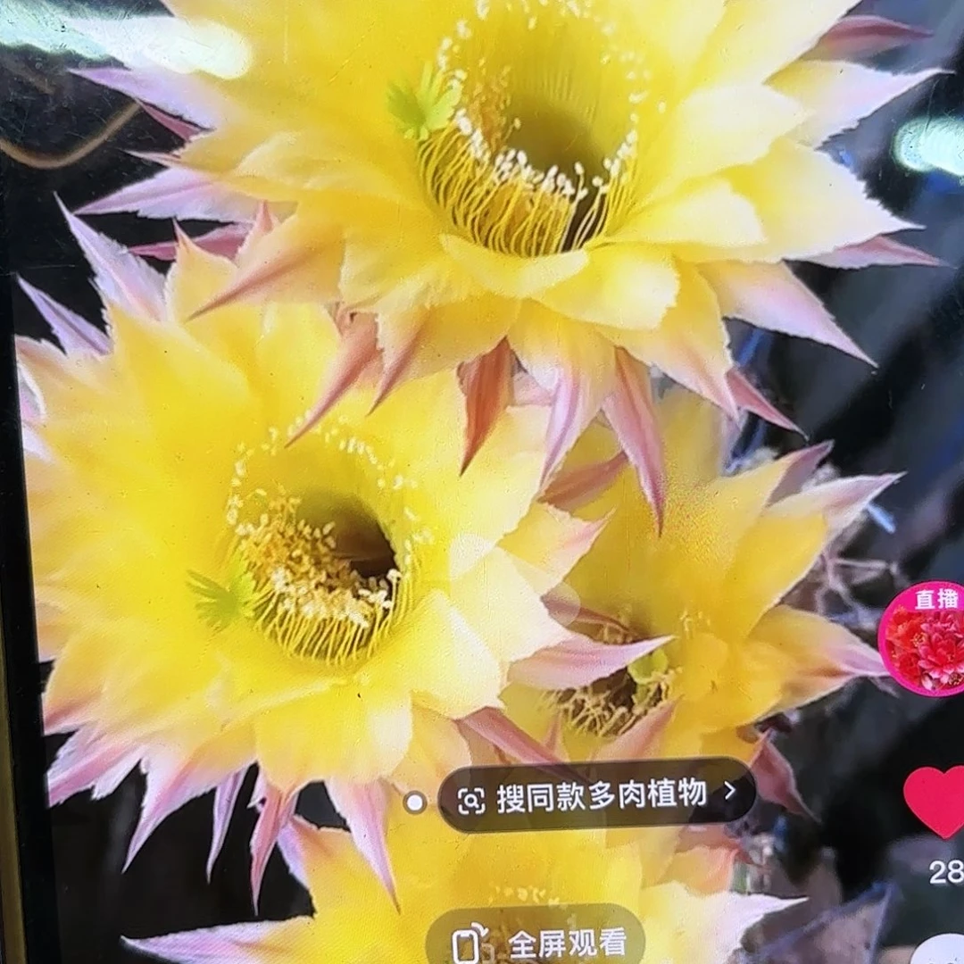 16-15彩侧牙20包邮仙人球4