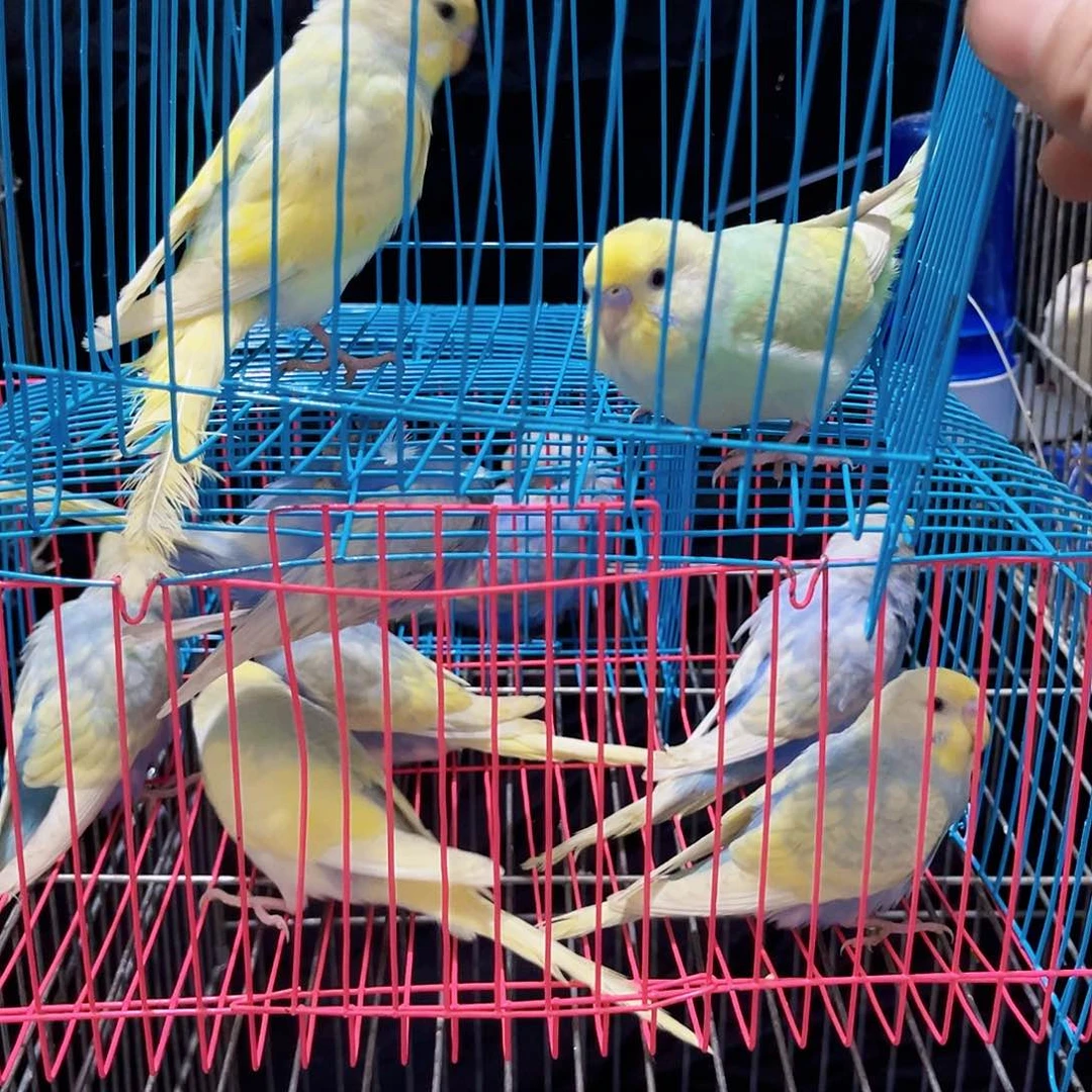 虎皮鹦鹉虎皮鹦鹉 金彩鹦鹉