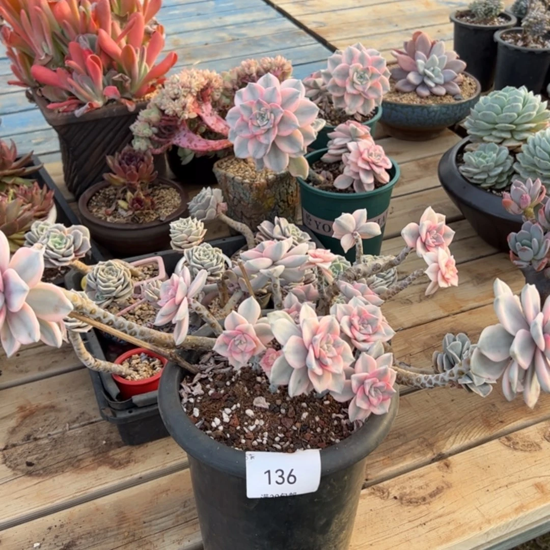 136多肉植物老桩多肉