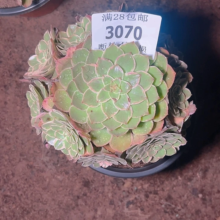 3070莲花座多肉植物