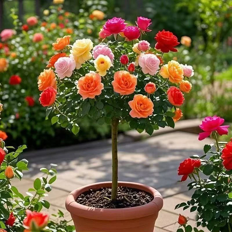 娇仙子棒棒糖树桩月季花苗花浓香盆栽玫瑰树阳台庭院耐寒四季开