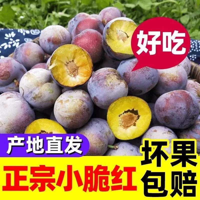 四川高山小脆红脱骨李子新鲜现摘脆甜脱骨李子当季整箱青红脆李