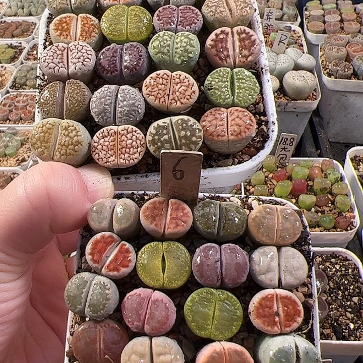 爱石阁一物一拍拼盘