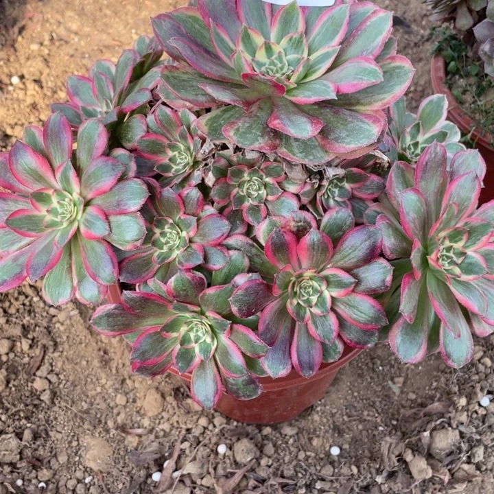 完全开放914多肉植物云荷