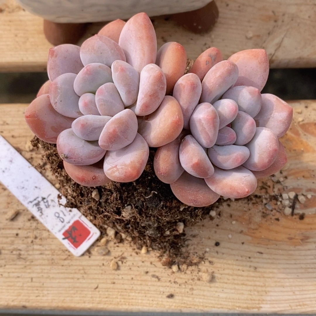 可问主播品种，下滑链接更多品种多肉选择