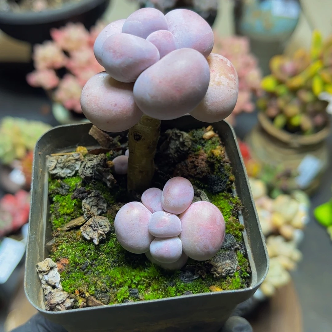 365芭比奶酪双头4.5厘米