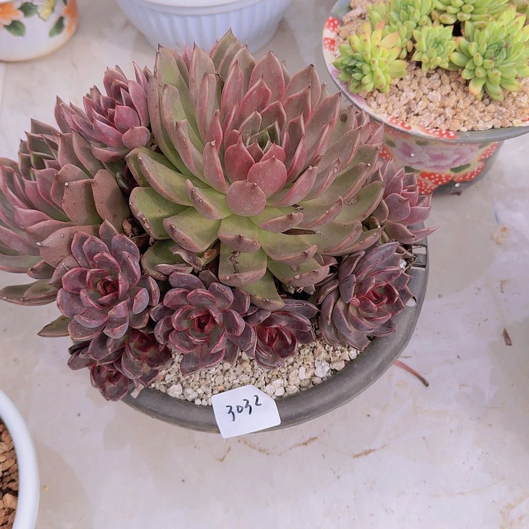 聆***、3032紫微玫瑰多肉