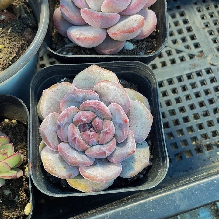 6.5方网红星影带盆