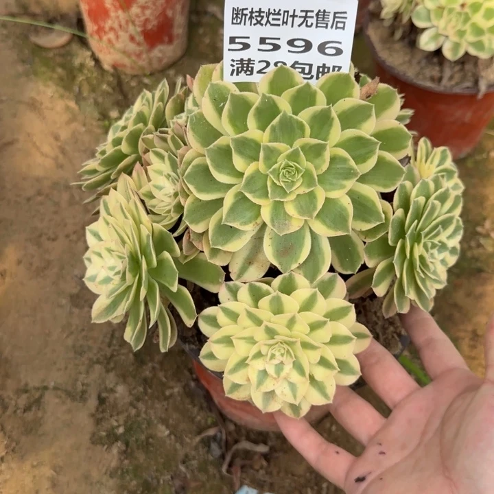 5596二号棚多肉植物B