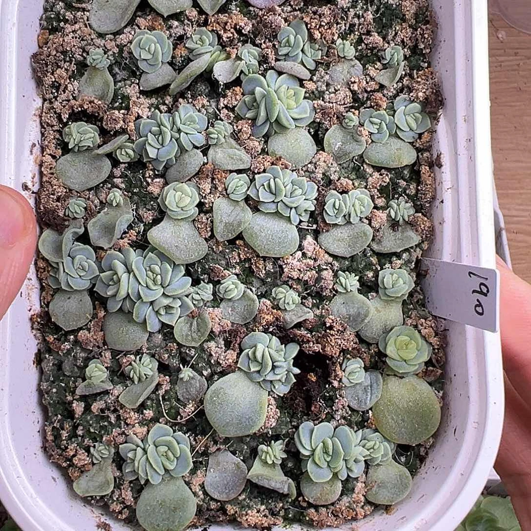 寸***阳190甜心。