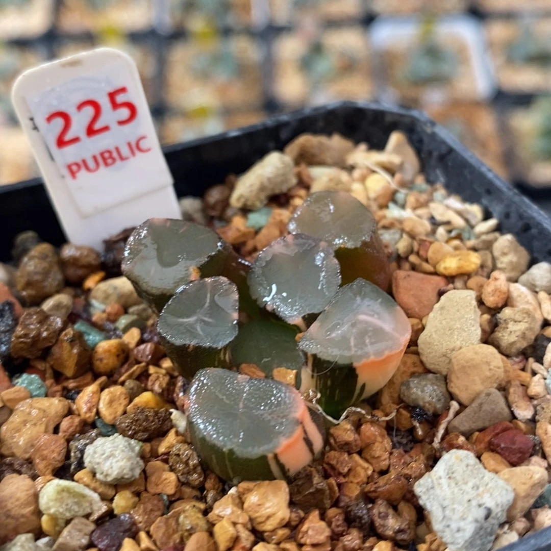 不开花植物225山之翠