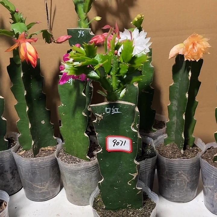 深***城当前无花朵，栽培后可花朵口红