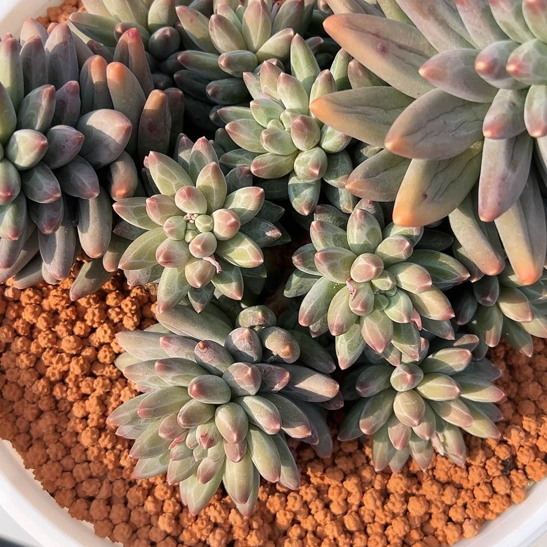 伊卡鲁斯1111111111111