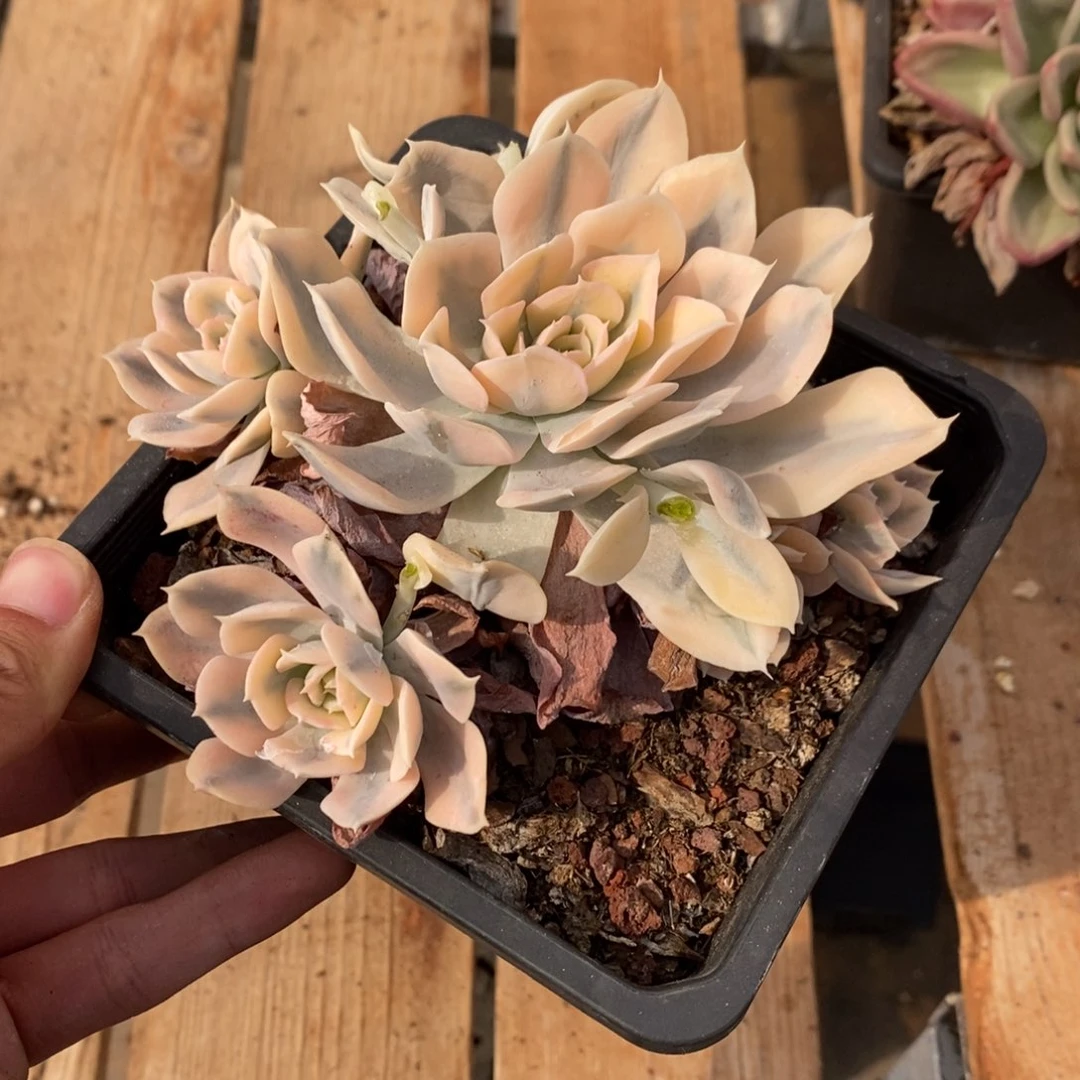 旧***词鲁士锦多肉植物8676