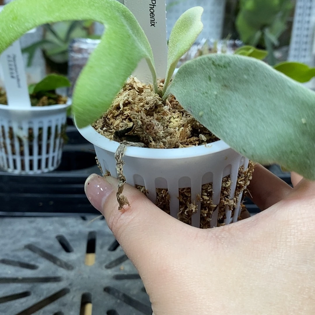 无花朵银凤鹿角蕨