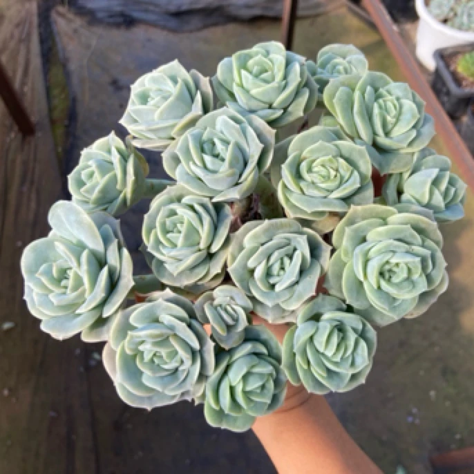 多肉植物一物一拍224-231