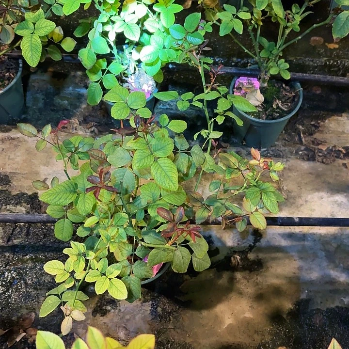 无花朵四季一加仑